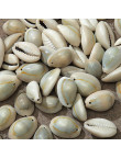 10 Perles Coquillages de Cauris Naturelle Porcalaine 18mm x 13mm - 14mm x 10mm